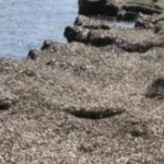 La Posidonia e il nuovo utilizzo in agricoltura delle biomasse spiaggiate