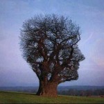 Rinnovabili: confusione e boicottaggio mediatico