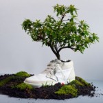 Dall’Olanda: Ecco le scarpe Biodegradabili