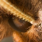 Pannelli Fotovoltaici costruiti come gli  occhi degli insetti 