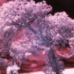 Alberi bioluminescenti per illuminare le città 