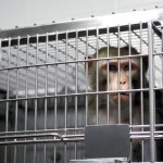 Attivisti animalisti alla stregua di terroristi, l’ F.B.I. scende in campo con i “cattivi”