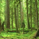 La foresta di Molai, un piccolo angolo di paradiso in India