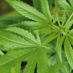 A Lucca ritornano le coltivazioni di canapa per la bioedilizia