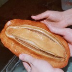 I denti dei mollusci migliorano l’efficienza delle celle solari