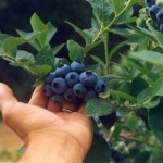 Sarà la marmellata di mirtillo l’ingrediente segreto dei nuovi pannelli solari
