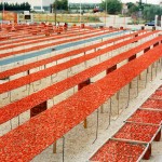 Nuovo impianto a Maccastorna per riscaldamento da scarti di lavorazione pomodori