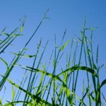 Biowert: fertilizzanti e plastica realizzati con l’erba