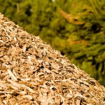 Rinnovabili elettriche: previsti cambiamenti per il settore delle biomasse
