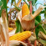 Energia da biomassa dal mais danneggiato dalla siccità