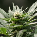 Biodiesel dalla marijuana in sperimentazione in California